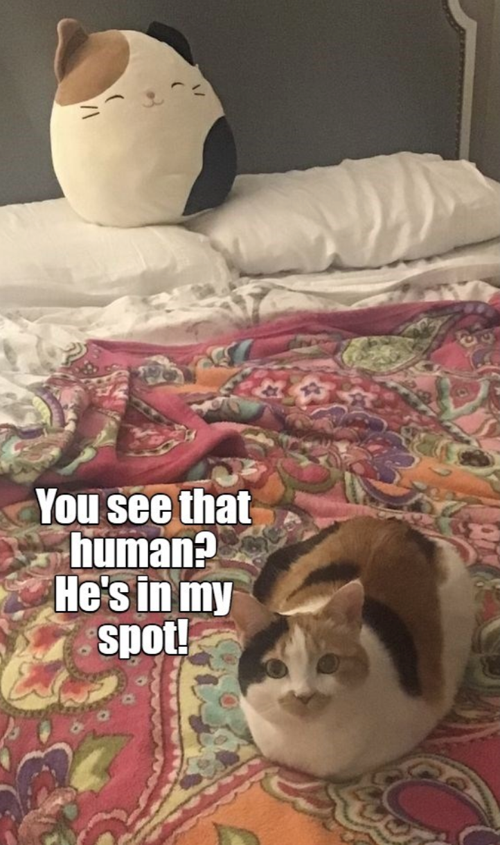 You see that human? He's in my spot!