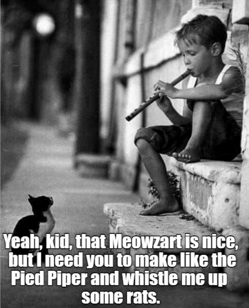 Yeah, kid, that Meowzart is nice, but I need you to make like the Pied Piper and whistle me up some rats.