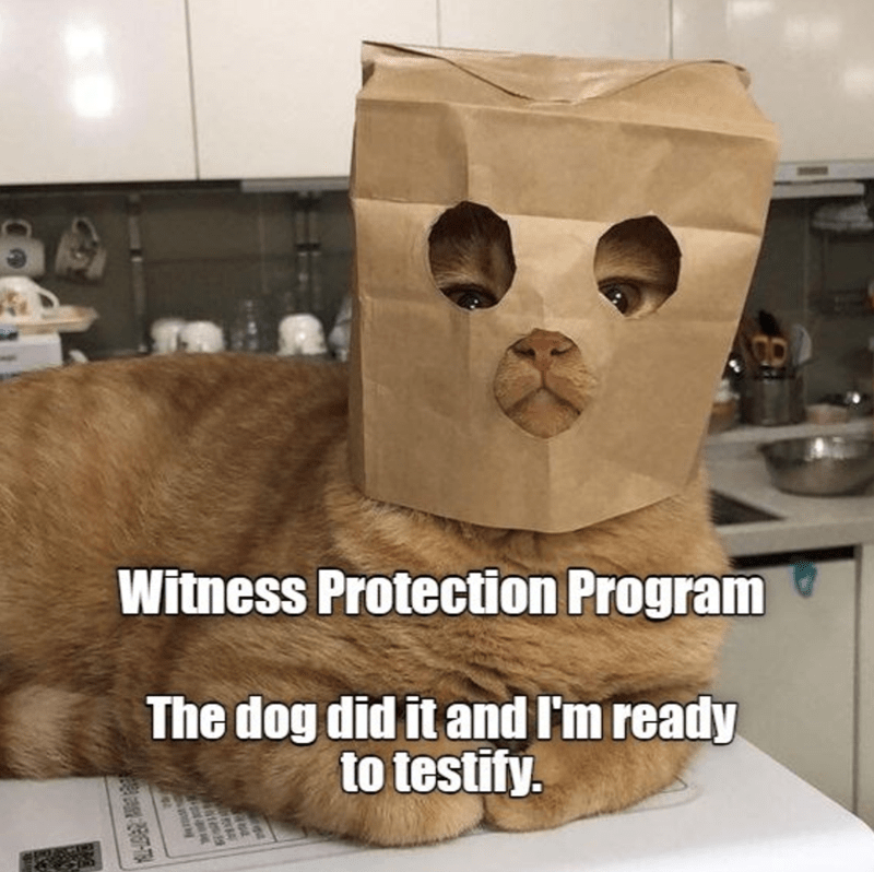 Witness Protection Program The dog did it and I'm ready to testify. CAR 2967-TRA