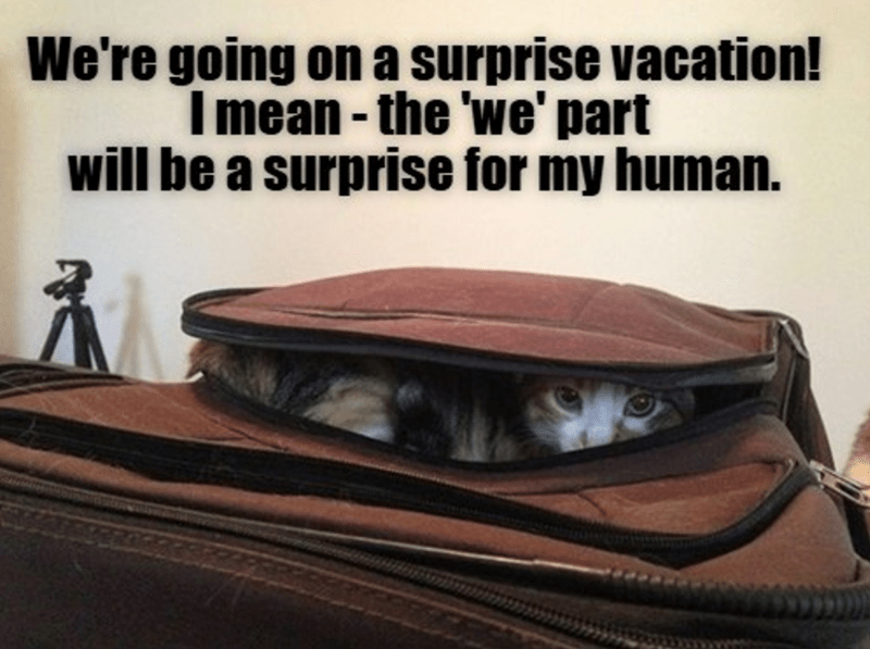 We're going on a surprise vacation! I mean the 'we' part - will be a surprise for my human.