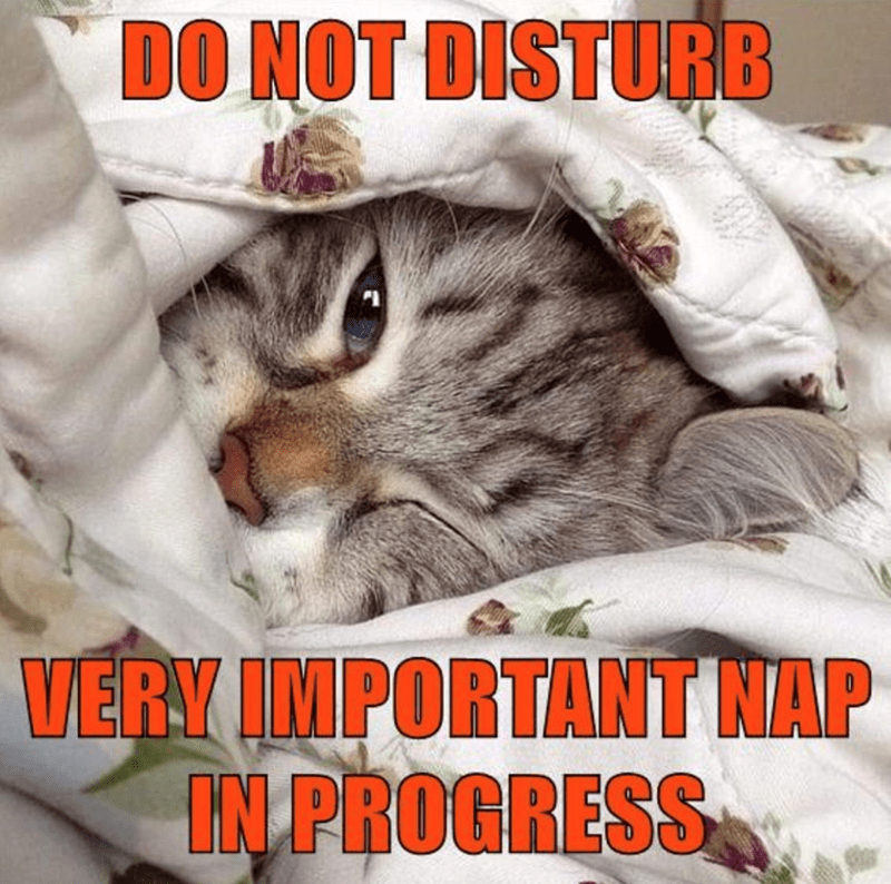 DO NOT DISTURB VERY IMPORTANT NAP IN PROGRESS