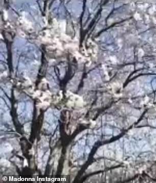 Overproduced: The video features many cuts to seemingly irrelevant images, such as blossoming trees