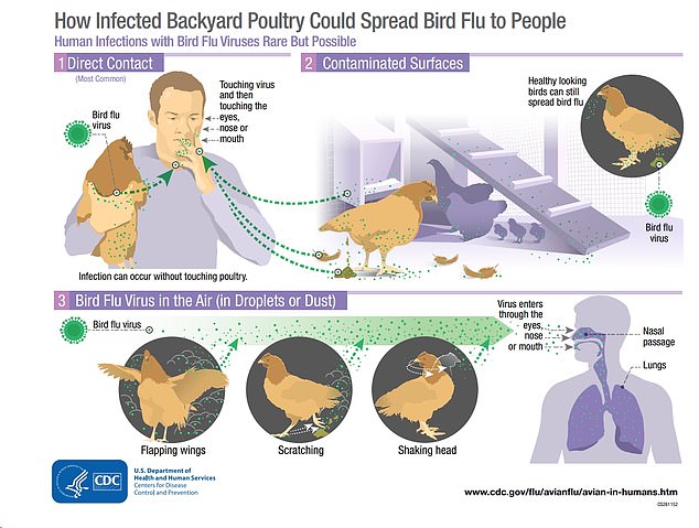 According to the US Centers for Disease Control and Prevention, H10N3 can infect chickens and other domestic poultry species. People sometimes catch the virus when infected birds shed the flu in their saliva, mucus or excrement. Humans may become infected if they inhale enough viral particles or infected droplets or dust get in their eyes