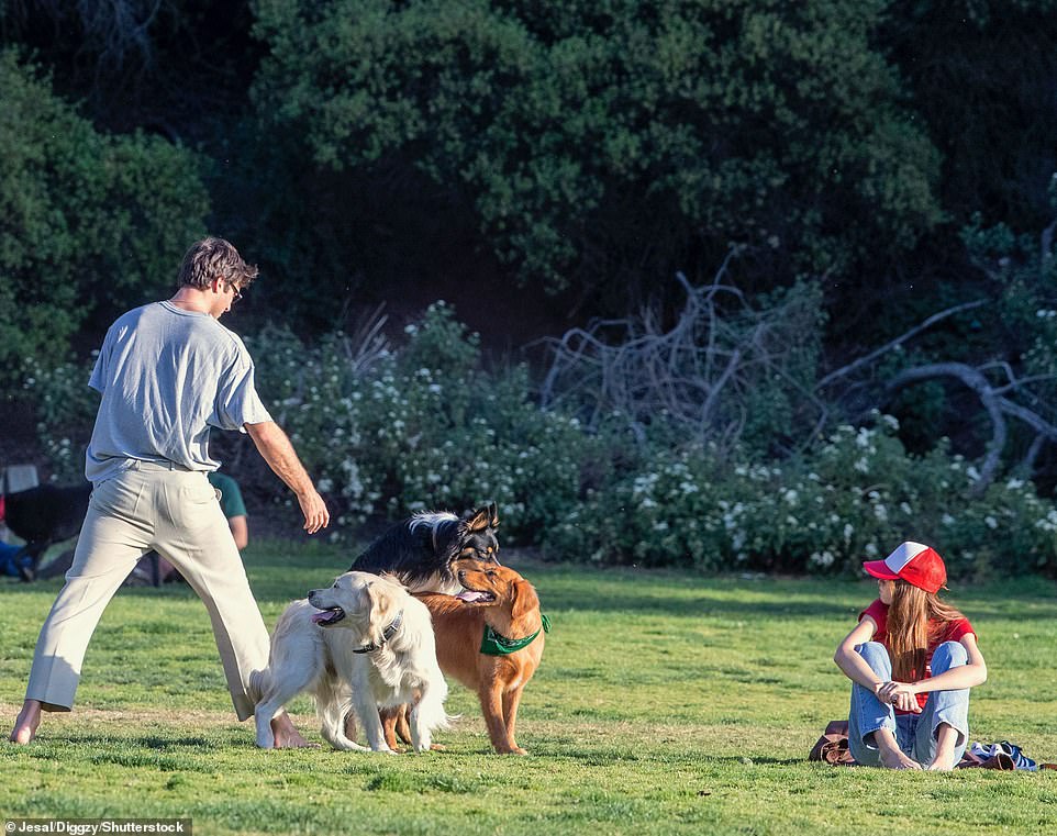 Part of the pack: The actor was seen keeping watch over his dog who was playing with another pup