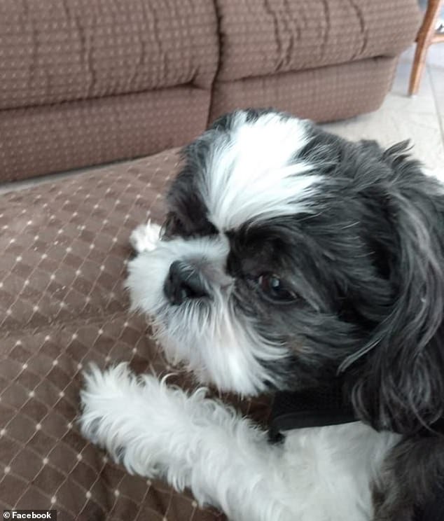 Trooper, the trooper: Pictured is the grandmother's dog, who was being walked when the alligator attacked. He survived