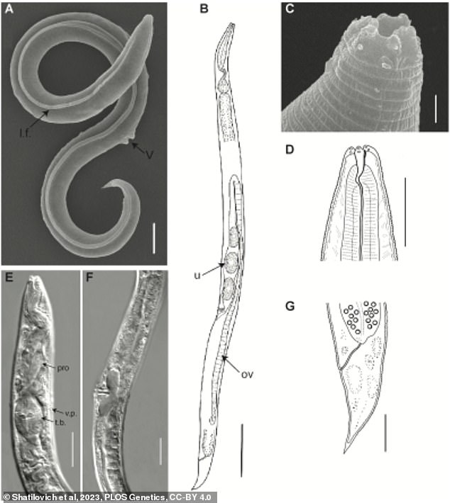 A group of worms removed from Siberian permafrost were thawed out and came 'back to life'