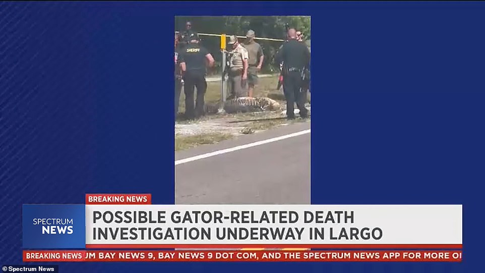 A local resident who was driving to a job interview first witnessed the horrifying sight and called the Largo Fire Department. Soon afterwards several other local residents spotted the gruesome sight as the alligator dragged its prey away with some even recording the scene.