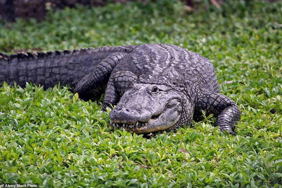 Once the alligator was dead, the Pinellas County Sheriff's Office were then able to retrieve the victim's body from the water. 'I could tell there was a body in his mouth, so I started recording,' JaMarcus Bullard said to Bay News 9. 'I came down to the fire department and reported it to them,' he said. Investigators also took time to examine the gator, which measured almost 14 feet in length. It's believed the deadly reptile had come from a nearby alligator-infested lake known as Ridgecrest Park. Read the full story: https://www.dailymail.co.uk/news/article-12556141/Daughter-homeless-Florida-woman-eaten-14-foot-alligator-insists-did-not-TAUNT-beast-dragged-canal-says-attacked-creek-walking-camp-dark.html?ito=msngallery