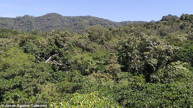 Planting trees in vast schemes to 'offset' carbon emissions is harming nature, a new Oxford study claims