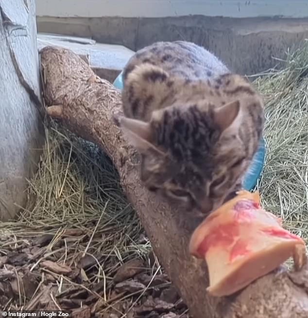 Gaia snacking on a bone, which is part of the strict and specific diet she is currently being kept on