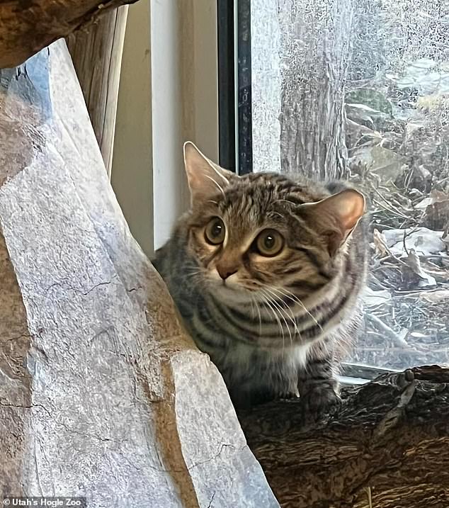 Gaia, a tiny, black-footed African cat, arrived in Utah from Glen Rose, Texas last October after being born eight months ago in May