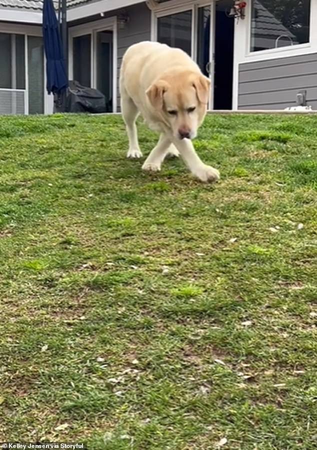 In the video, the owner is calling Enzo over, asking if he wants to help her with the chicken and collect eggs