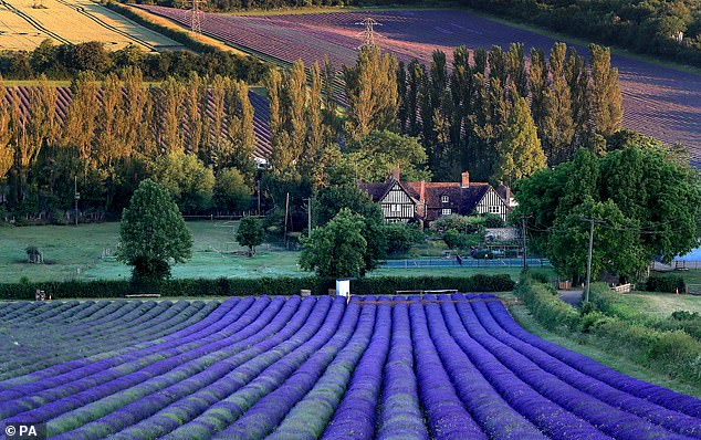 The historic property is part of the Castle Farm estate - a sprawling site with 1,200 acres of land, lavender fields, hop gardens, apple orchards and meadows (stock image)