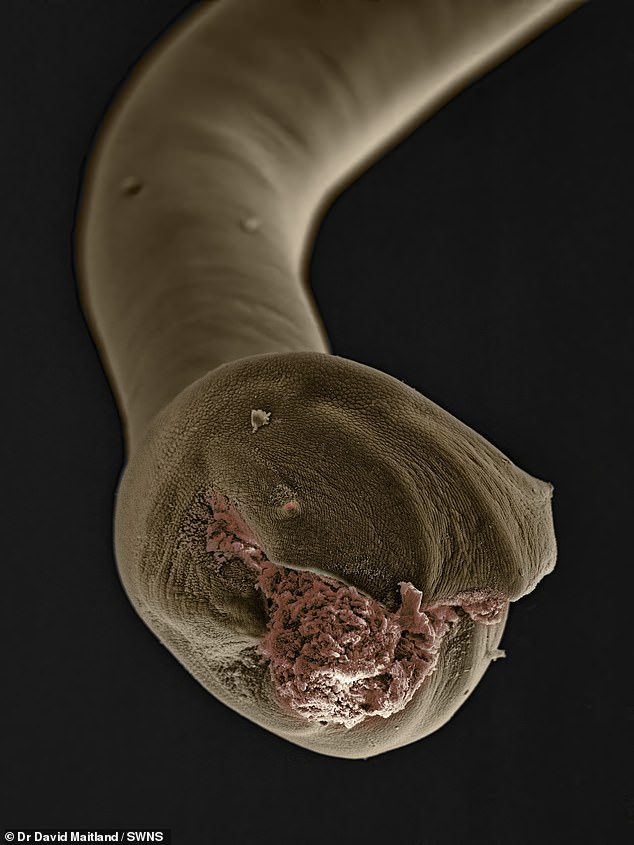 Roundworm and some types of tapeworm can be passed on to people and may cause disease and even blindness