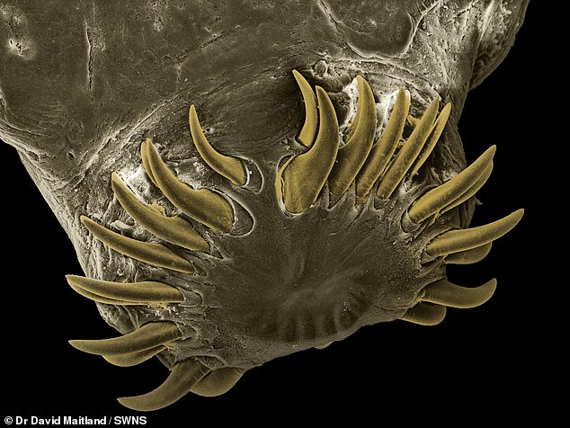 These parasites are mostly microscopic, but their gory detail is revealed in the images, which have been magnified up to 180 times