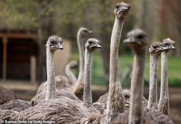 He said he wanted to impress his team-mates with the animal, which he spent hours catching