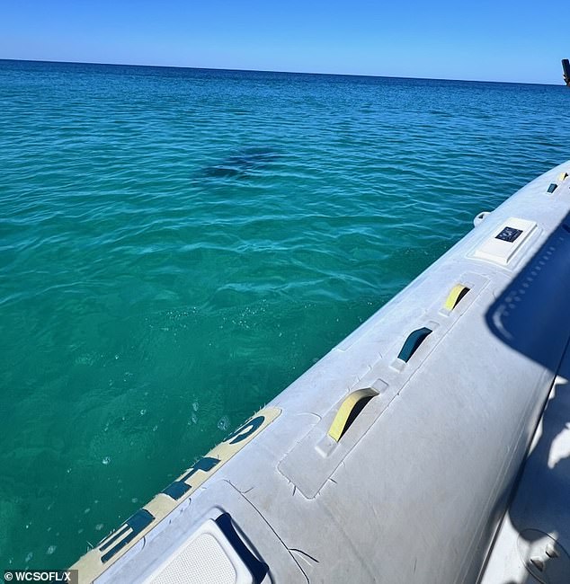 The deputies spot a 14-foot hammerhead shark in the water, which they say isn't uncommon