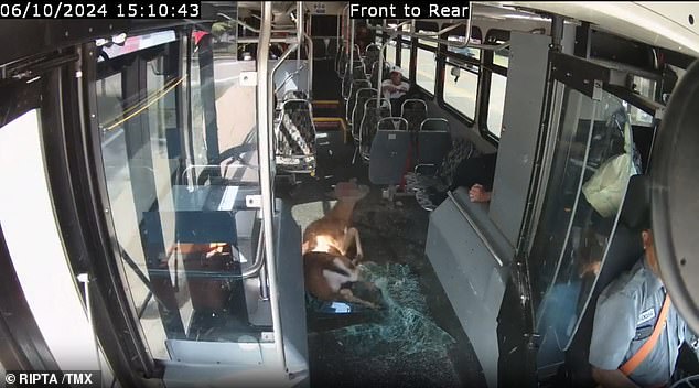 The deer fell onto its side and on more shattered glass, but the animal appeared to be unable to stand up and it succumbed to its injuries while still on the bus