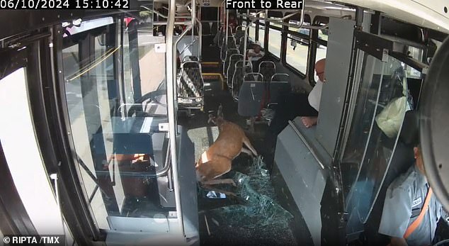 The deer suffered an extensive head wound, and it startled a passenger, who immediately started kicking the deer away and stood on a bus seat