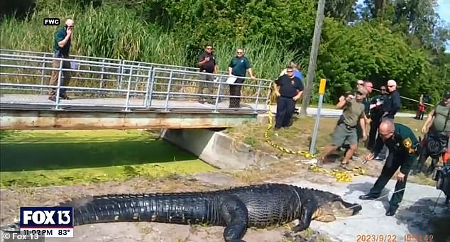 Horrifying bodycam footage shows a bloated 14ft alligator with the body of a 41-year-old mom in its stomach