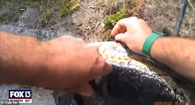 Video shows the huge gator surrounded by police moments after it was shot to death. Its stomach is visibly swollen with Peckham inside