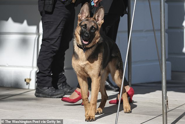 White House staffer walks President Joe Biden, and first lady Jill Biden's new dog Commander, a purebred German shepherd puppy, on the South Lawn of the White House prior President Joe Biden arrival at the White House from Camp David on March 13, 2022 in Washington, DC