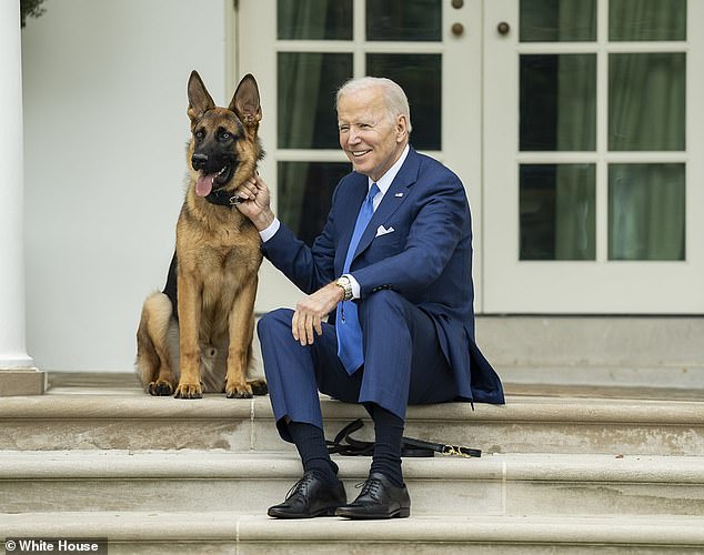 President Biden's beloved German shepherd Commander (pictured) bit Secret Service agents in dozens of incidents, new documents reveal