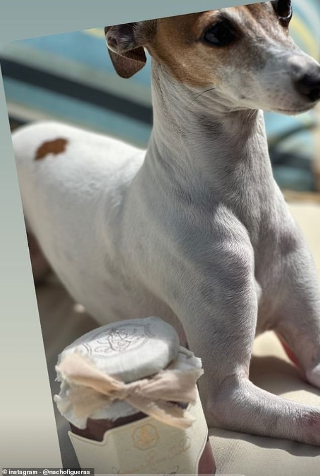 Like the jam, American Riviera Orchard's dog treats come packaged in a glass jar bearing a handwritten label (pictured: Nacho Figueras' dog Nina Iggy)