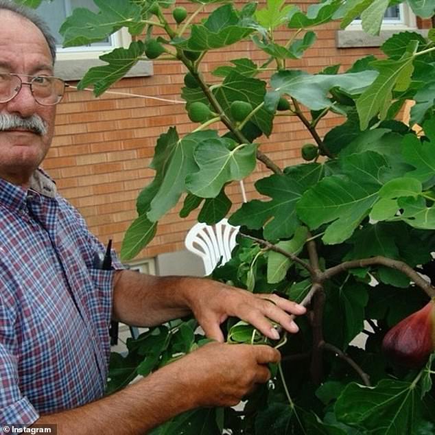 'He had the most insane green thumb. Here examples of his basil and figs he managed to grow in Canada... All these memories will forever bring me joy. Happy Father¿s Day to all those celebrating ¿¿ ' wrote the cover girl