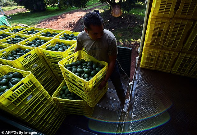 A farmer loads fruit boxes with avocados onto a truck at an orchard in the municipality of Uruapan, Michoacan State, Mexico (stock image)