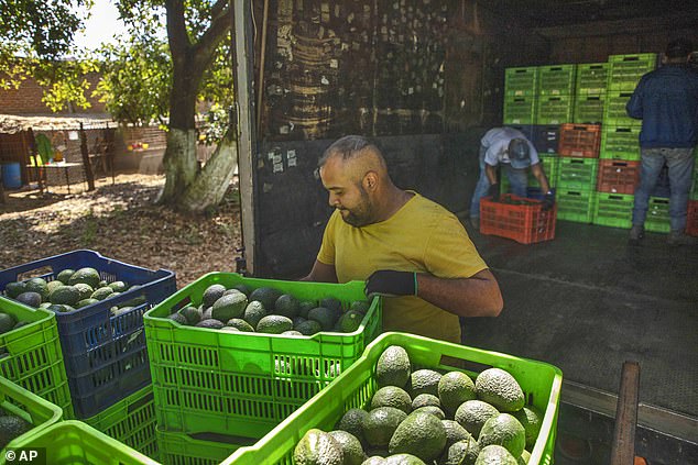 A man works at an avocado orchard in Santa Ana Zirosto, a town in the western Mexico state of Michoacán - the only state permitted to export avocados to the United States