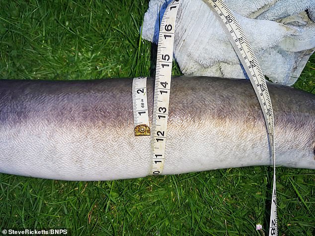 It is estimated that the monster eel - which was caught in a lake in Kent - is 40-years-old