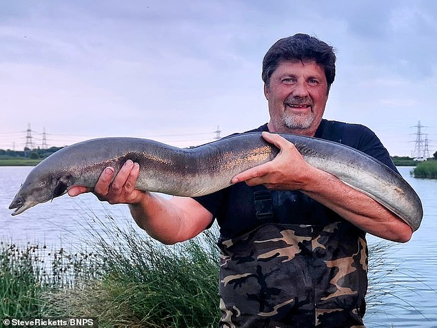 Steve Ricketts (pictured) 'shouted in shock' when he saw the size of the 11lbs 3oz and 47 inch long eel on his hook in the water