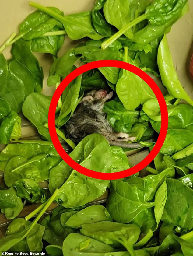 Mrs Bosa-Edwards initially thought the mouse in her spinach was dirt and tried to move it aside with a kitchen utensil