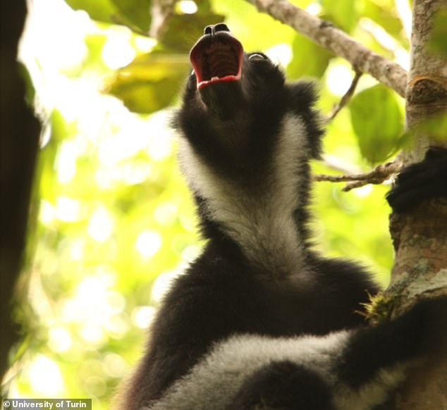 Researchers say the musical calls of the Indris 'singing lemurs' (pictured) or Madagascar could reveal how humans evolved the ability to create music