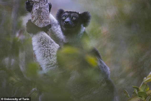 This suggests that elements of human musical abilities could have evolved very early on in our primate lineage, as far back as new world monkeys like lemurs