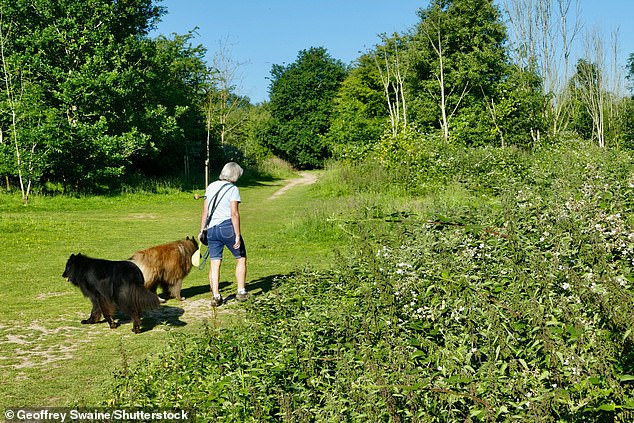 A woman walks two dogs through a field in Dunsden, Oxfordshire, in the sunshine on Tuesday