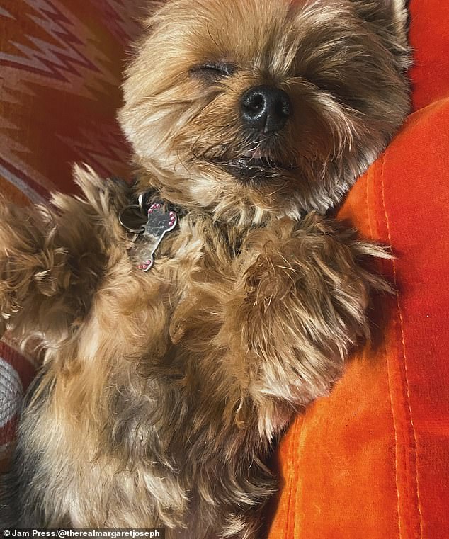 Margaret, 57, uploaded a carousel of photos of her Yorkshire Terrier before adding a lengthy caption that began: 'Our living angel baby Bella has gone over the rainbow bridge'