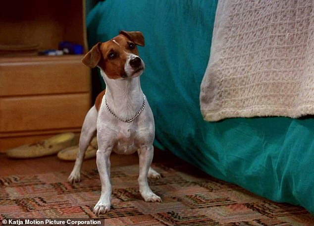 The name 'Milo' has been popularized by the Jack Russell Terrier of the same name in the 1994 film 'The Mask' starring Jim Carey