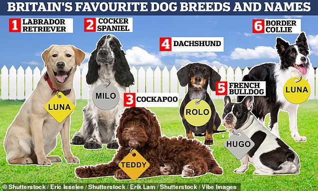 In Britain, 'Luna' is the most popular dog name for several breeds, including Labrador Retriever and Border Collie, the results show. 'Hugo' is the top name for French Bulldog, while 'Milo' is the top name for Cocker Spaniel, Jack Russell Terrier and Jack Russell Terrier Cross