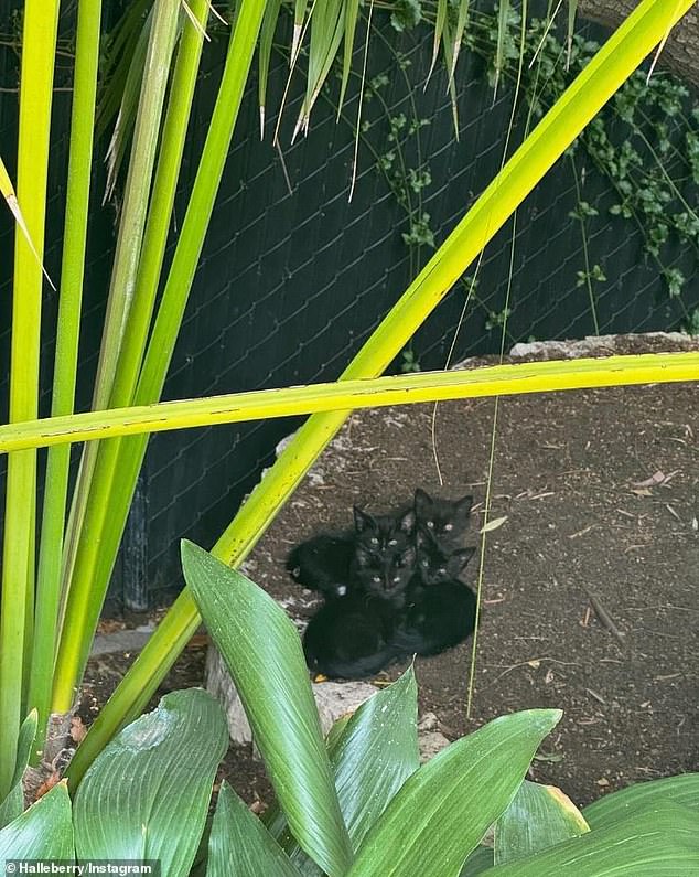 She shared a snap of the litter, huddled together in her backyard