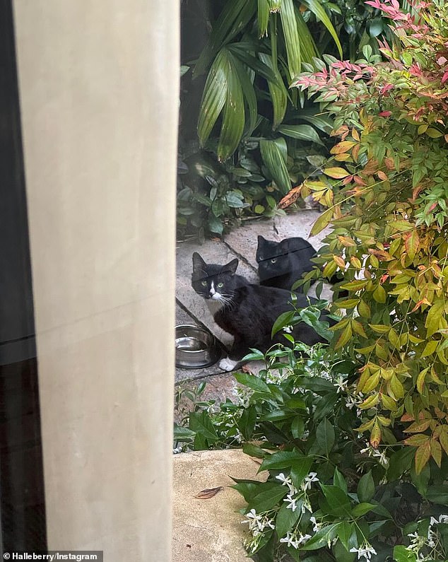 The images also appeared to include the matriarch, who was pictured stopping by a bowl of water left outside for her