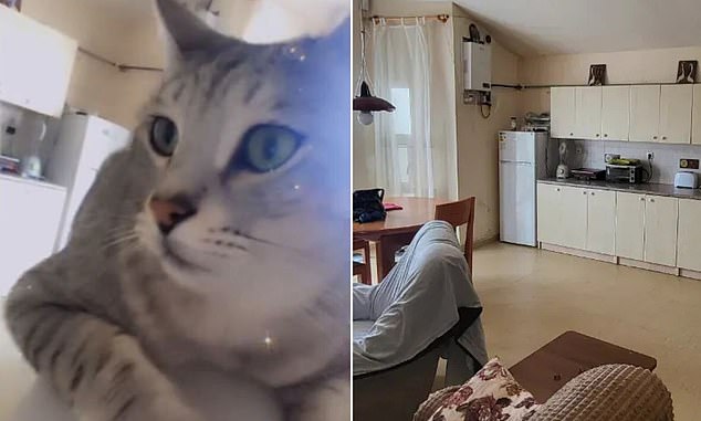 Betro's cat is seen in a social media picture, left, that shows part of Betro's kitchen. The same room is seen in the property listing, right