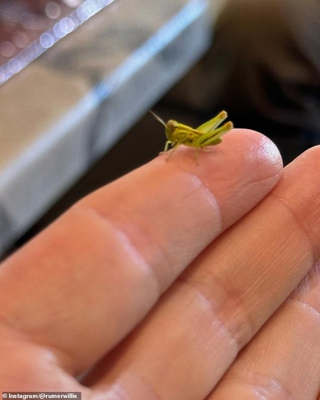 The post included a shot of a tiny praying mantis