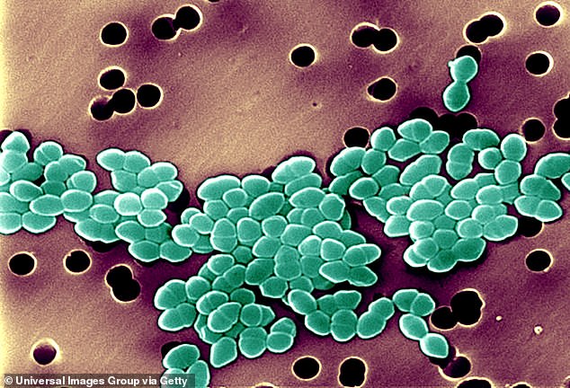 Above, a scanning electron micrograph image of an antibiotic-resistant strain of the bacteria Enterococci, which is known to cause urinary tract infections and wound infections