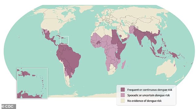 The above shows a world map highlighting the areas of risk for dengue fever. Public health officials are now warning there is an increased risk of dengue fever in the United States