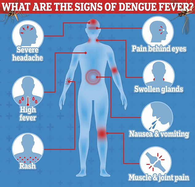 Dengue is a potentially deadly virus passed to people by infected mosquitoes and was historically known as 'breakbone fever'
