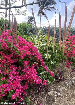 Julian adds: 'The most important thing for me personally is the outdoor life.' Above - magnificent bougainvillea and moringa, 'the tree of life', in St. Philip