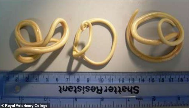 Giant roundworms can grow up to 11 inchs long and live in the intestines for one to two years. They only cause symptoms when someone has a major infestation