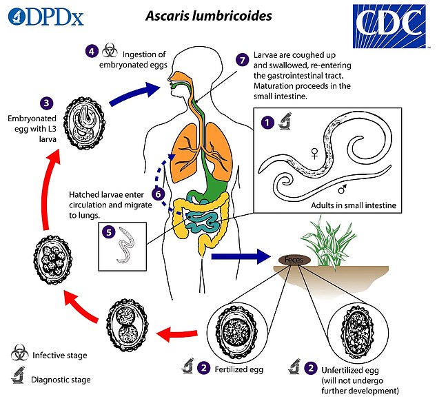 The above graphic from the CDC shows the life cycle of the giant roundworm